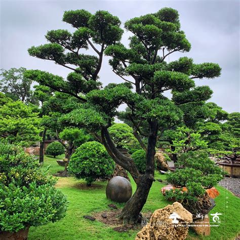 羅漢松庭園樹 永字筆劃